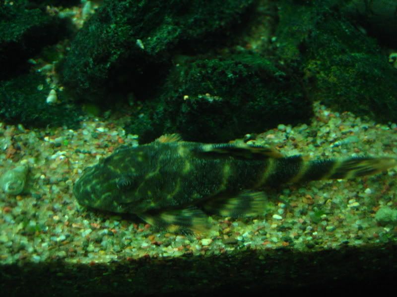 TigerPlecoDwarf.jpg