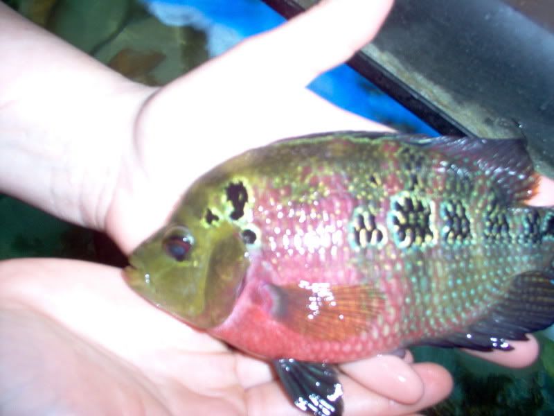 Fish042.jpg