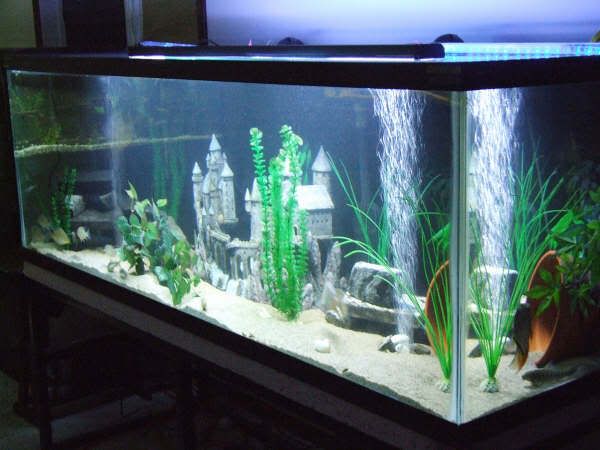 180Gallon_DSCF0180.jpg