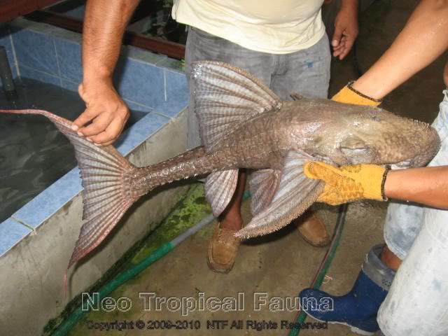 Acanthicus95cm.jpg