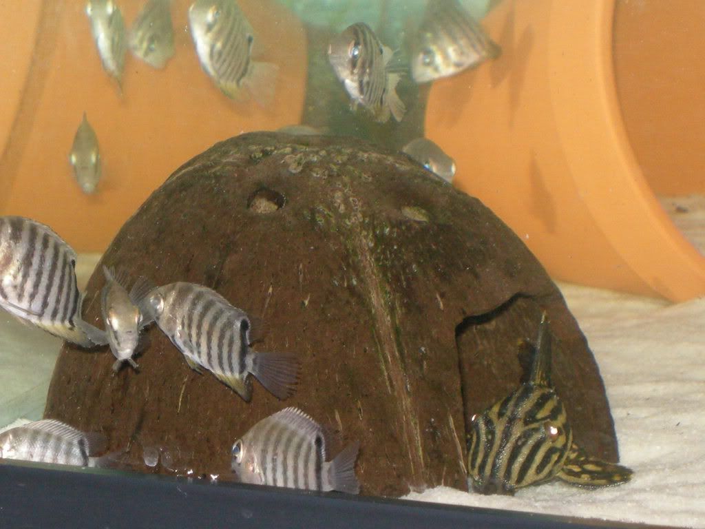 DSCN0429.jpg