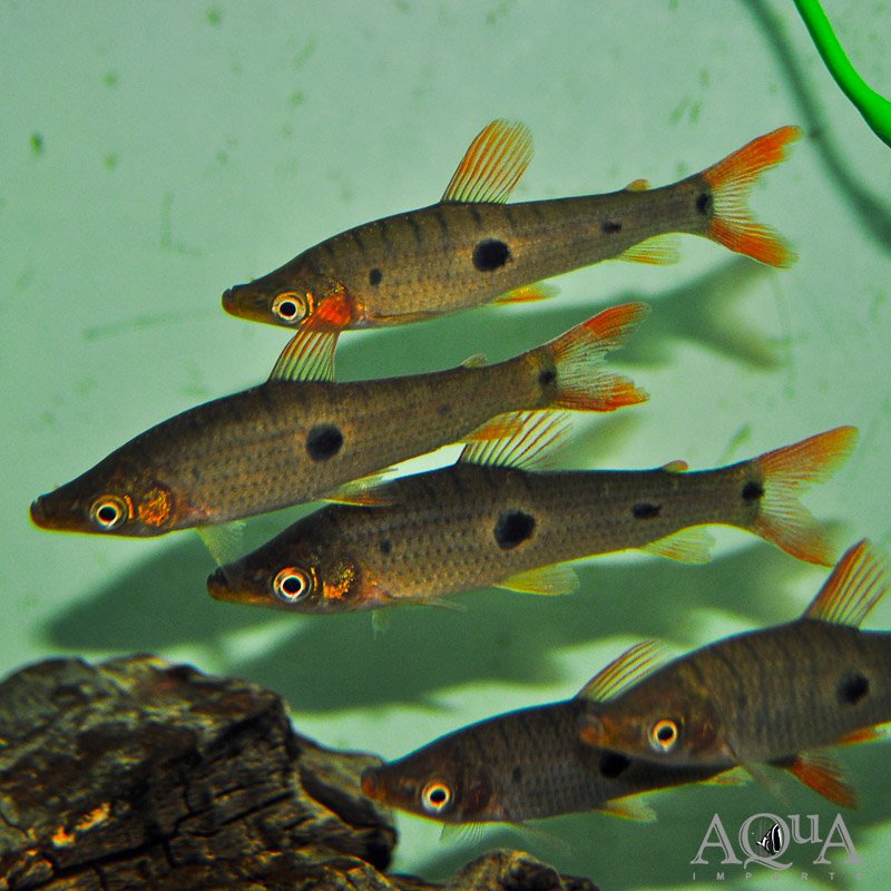 www.aqua-imports.com