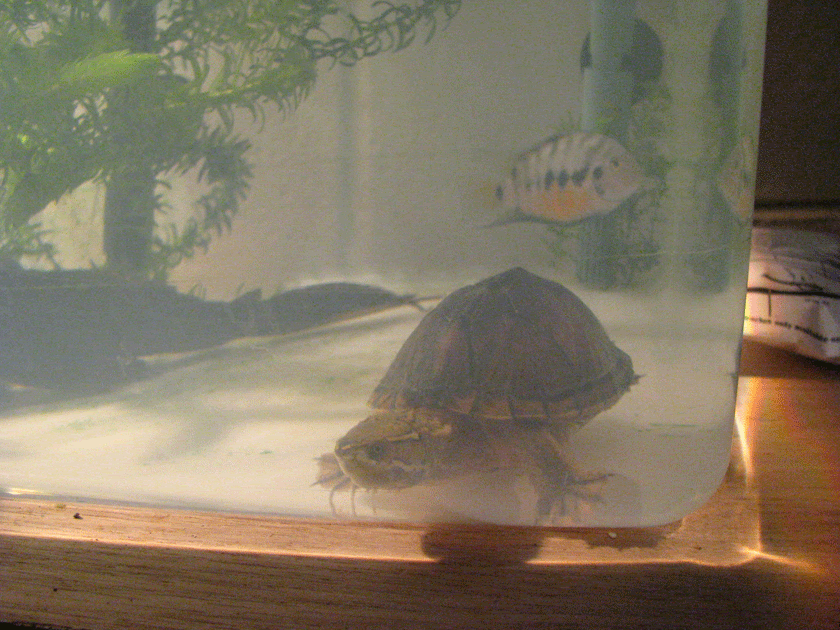 Musk-Turtle-4.gif