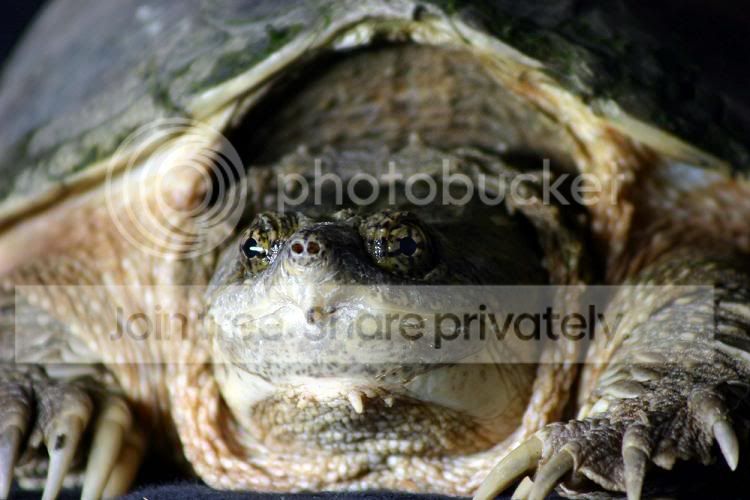 Snapper1.jpg