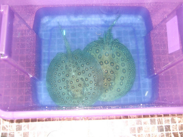 696062136_EETYa-M.jpg
