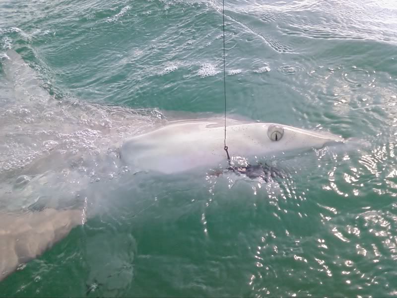 sharks.jpg