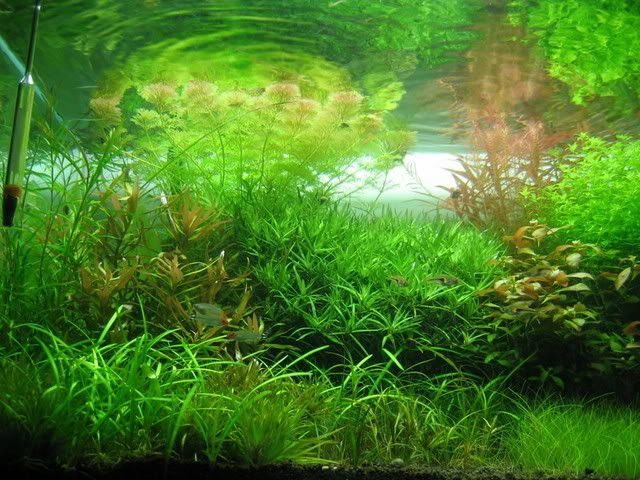 Picture006-5.jpg