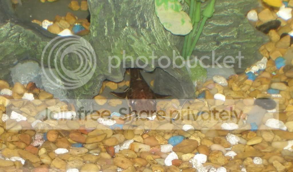 fish062.jpg