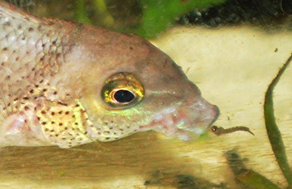 Feeding fishes mosquitoes/bugs