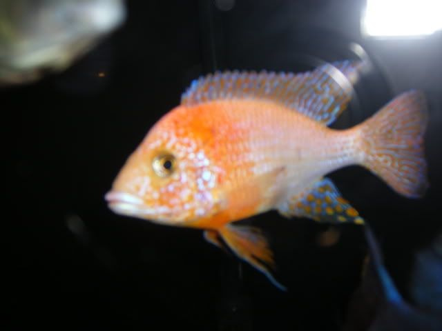 strawberrypeacock003.jpg