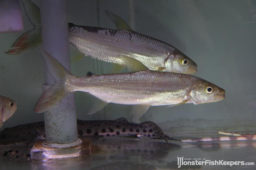 fish.jpg