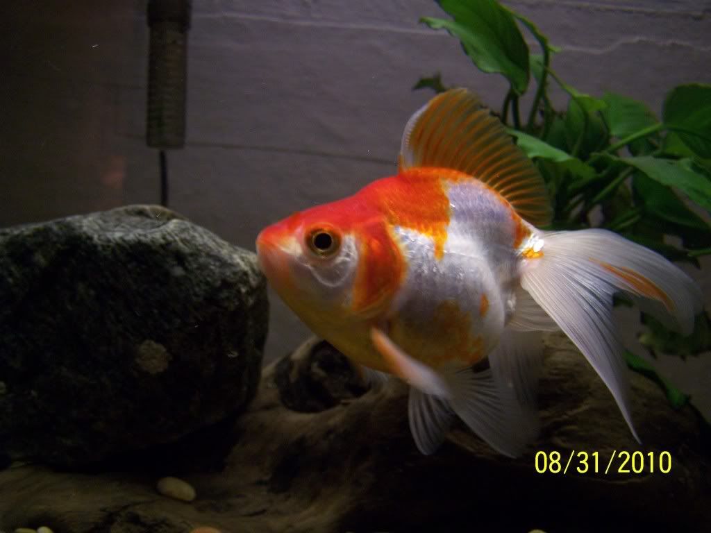 100_4919.jpg