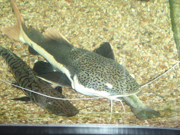 fish4.jpg