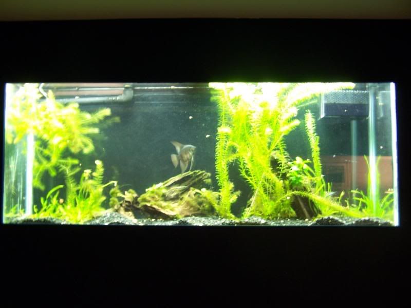 fishwall01013.jpg