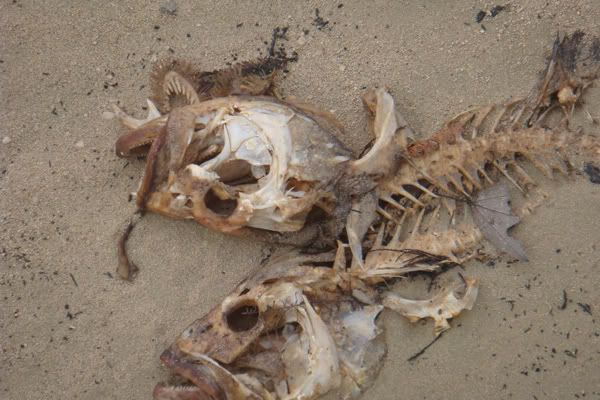 deadfishies.jpg