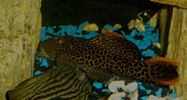 oddballs040.jpg