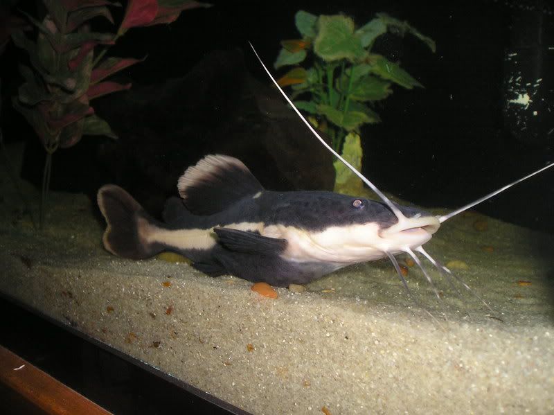 P1010003-1.jpg