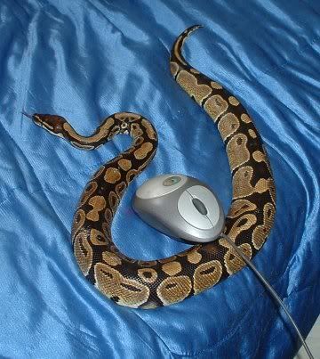 meyhenmouse.jpg