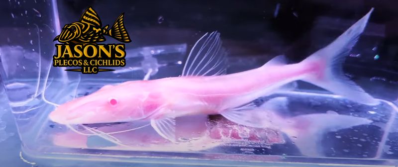 jasonsplecoscichlids.com