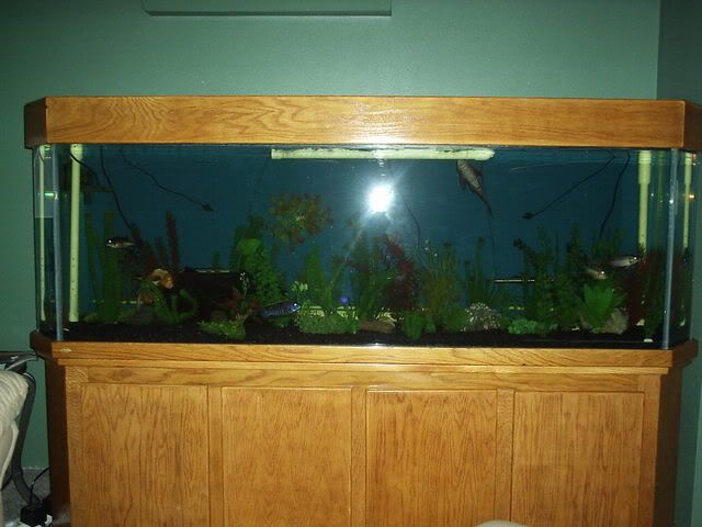 fish022.jpg