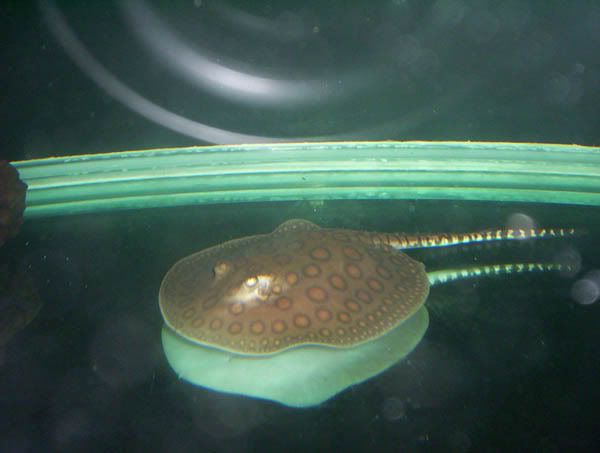 ikan2006.jpg