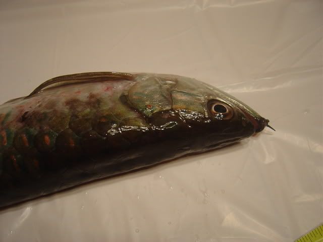 DSC04119.jpg