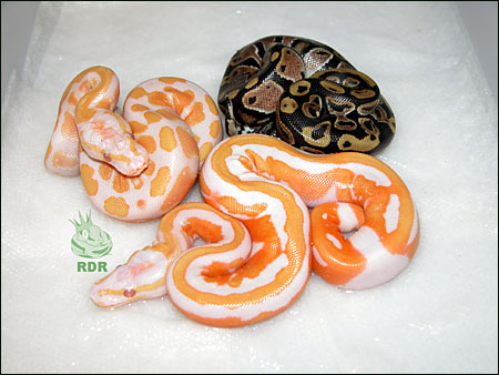 05_clutch_93_hatched_9.jpg