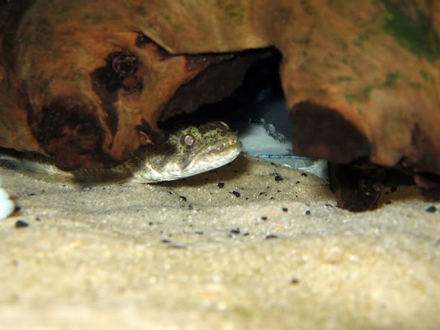 Hoplias-8inch8.jpg