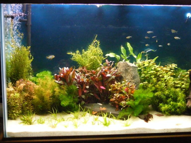 2009_0306tank0007.jpg