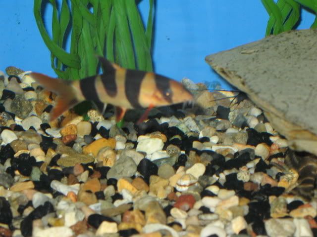 SaddlebackClownLoach01.jpg