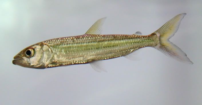 Hydrocynusbrevis06.301.jpg