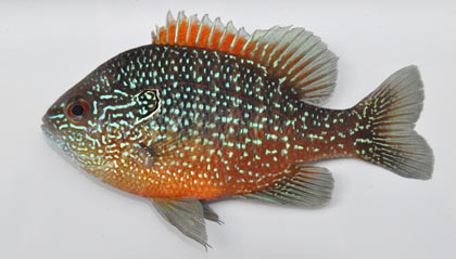 Western_Dollar_Sunfish_Male.jpg