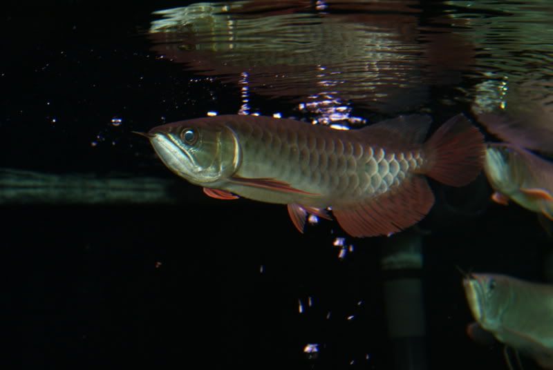 DSC00006.jpg