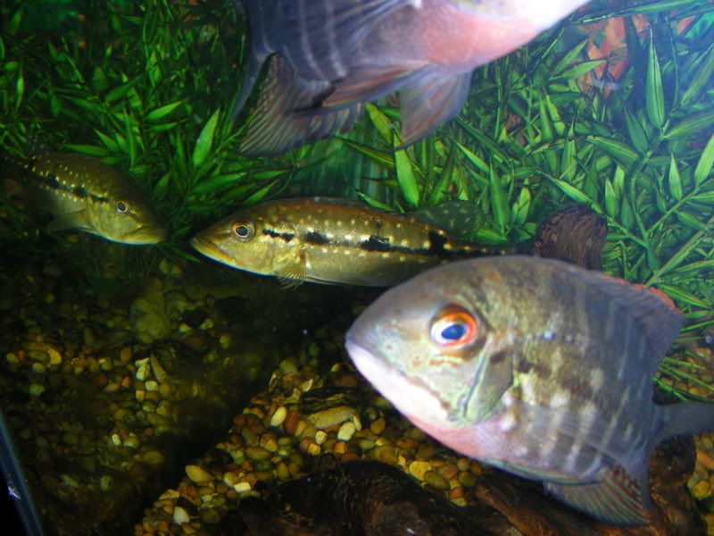 DSCN1551.jpg