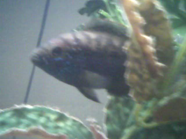 JackDempsey.jpg