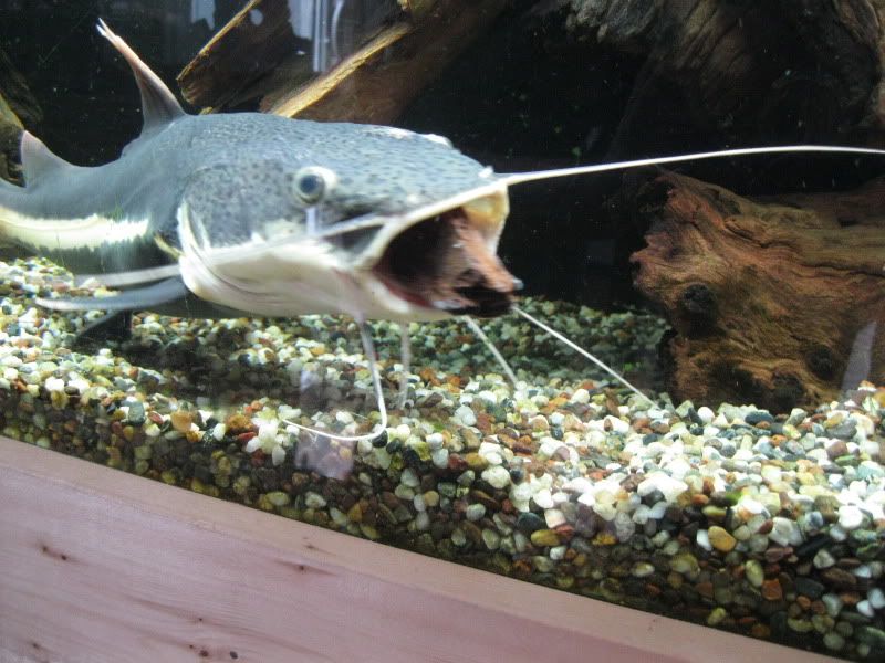 IMG_1176.jpg