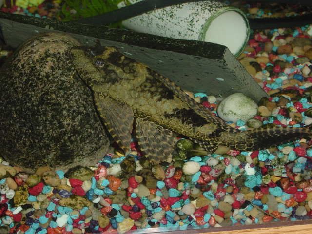 L083gibbicepsPleco01.jpg