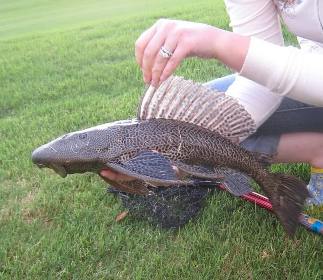 Wild Pleco in Florida