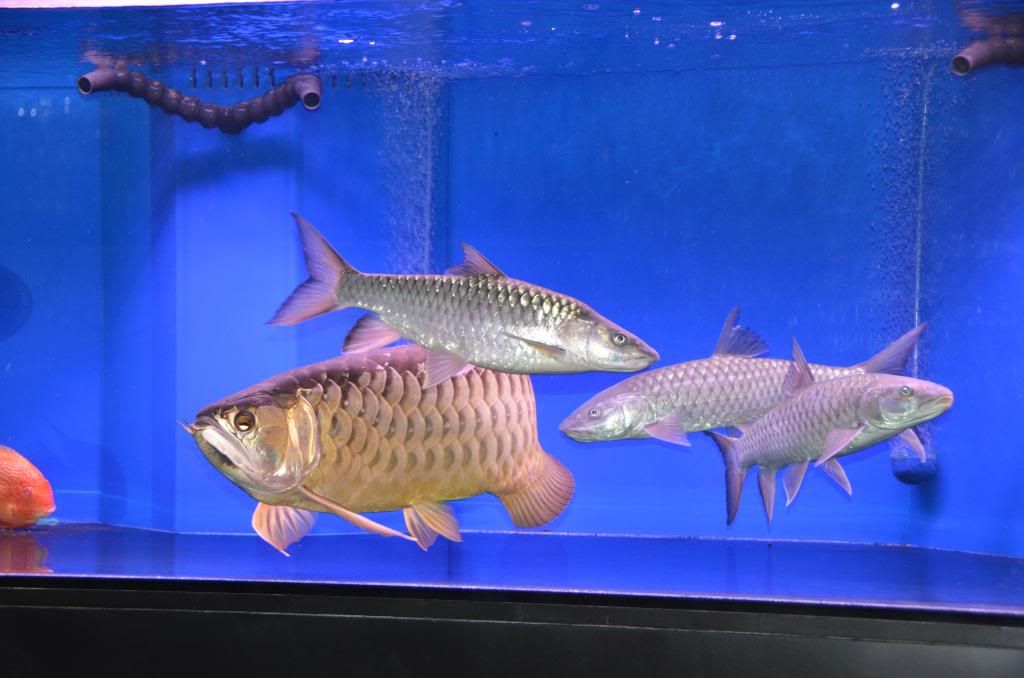 DSC_6351_zps61d535e5.jpg