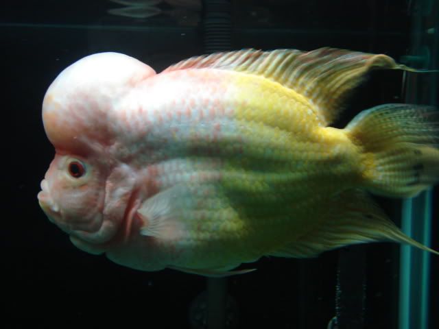 goldenboy11012-1.jpg