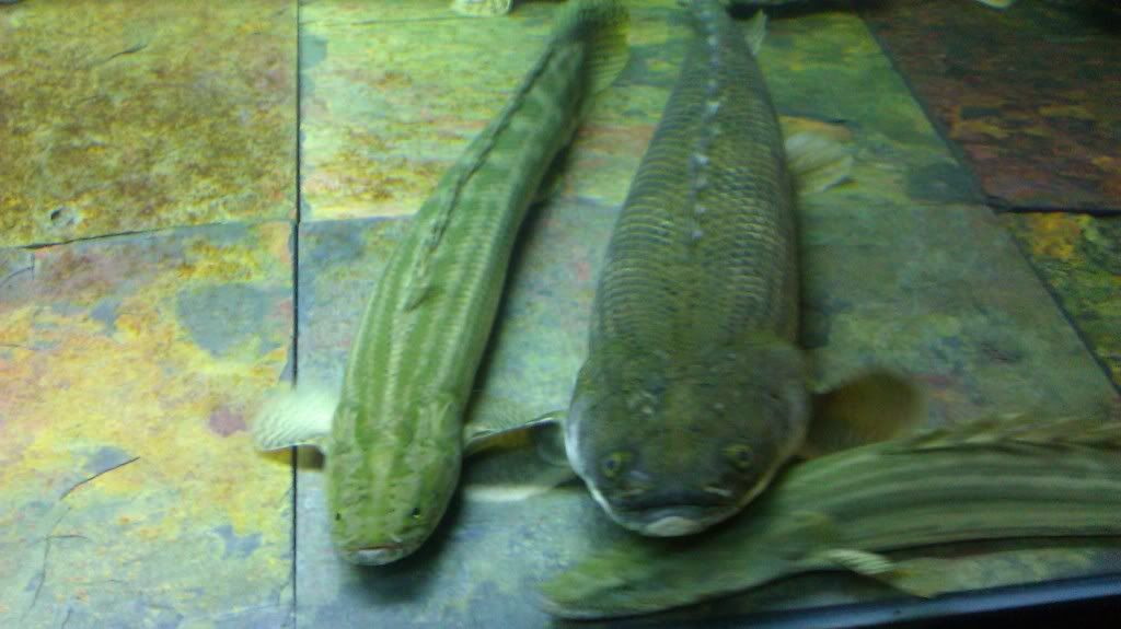 IMAG0934.jpg