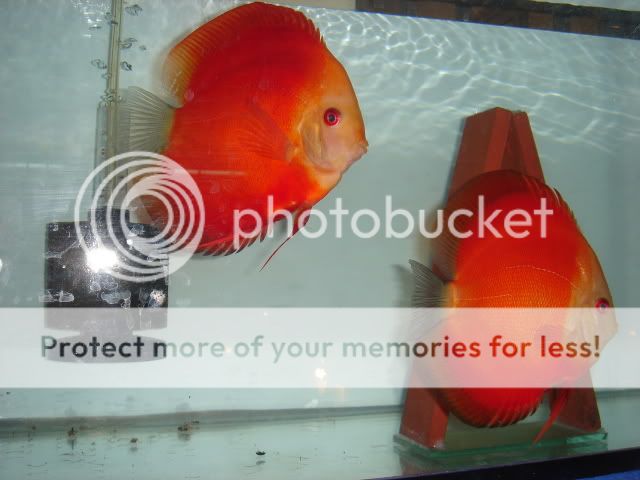 DSC02408.jpg