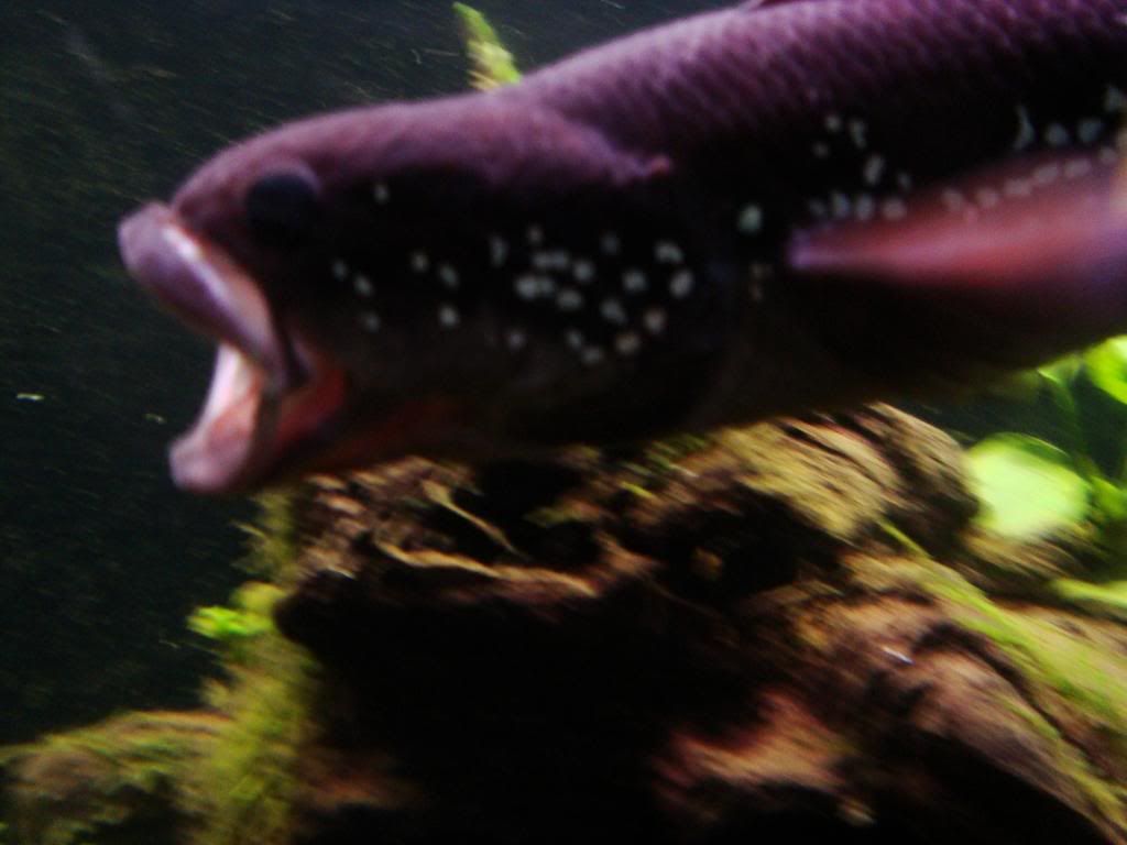 DSC08688_zps1f29e8cb.jpg