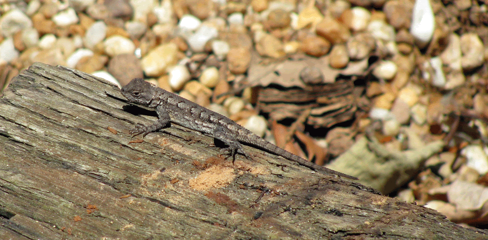 Fence-Lizard6.gif