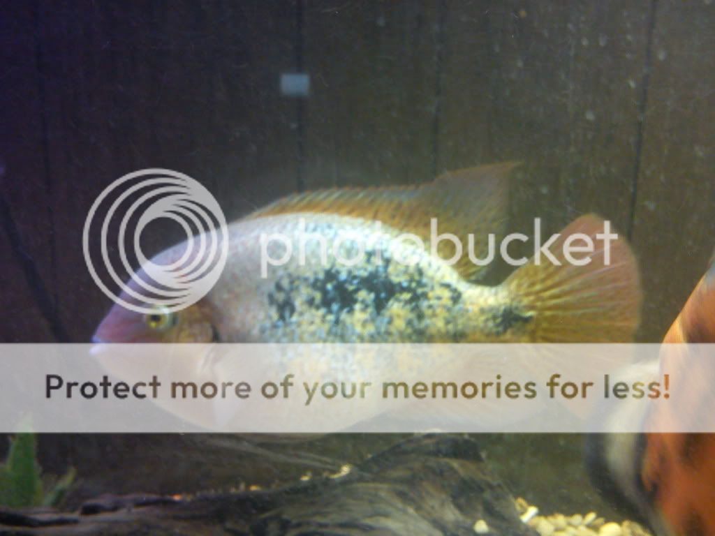 Male Or Female Vieja Bifasciatus Monsterfishkeepers Com