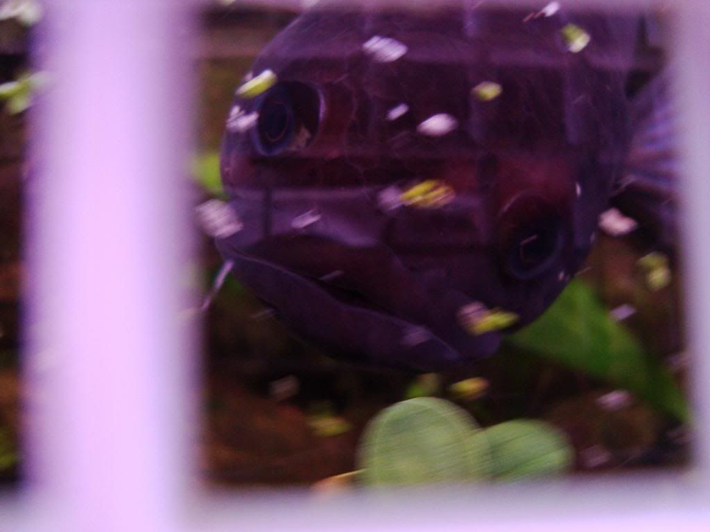 DSC08704_zpsdf77e18c.jpg