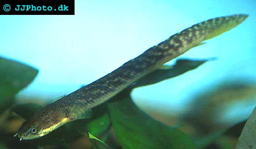 polypterus_palmas_palmas_1.jpg