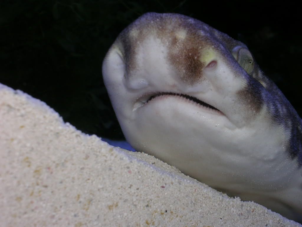 Scyliorhinustokubee053.jpg