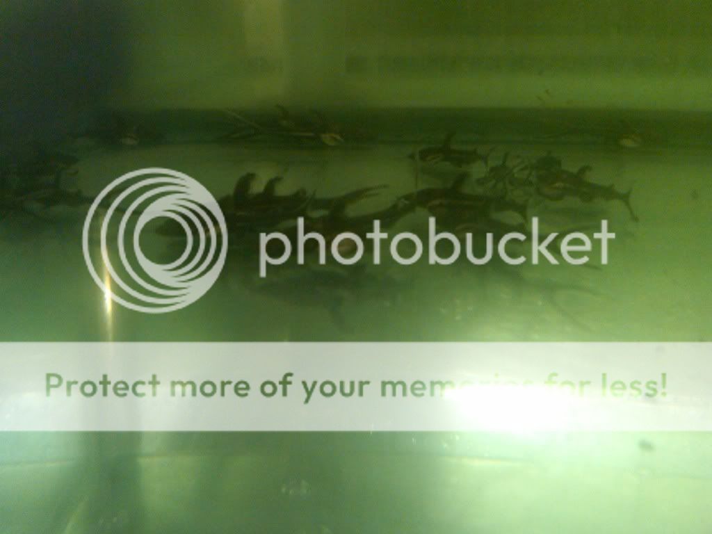 IMG00364-20110109-1547.jpg
