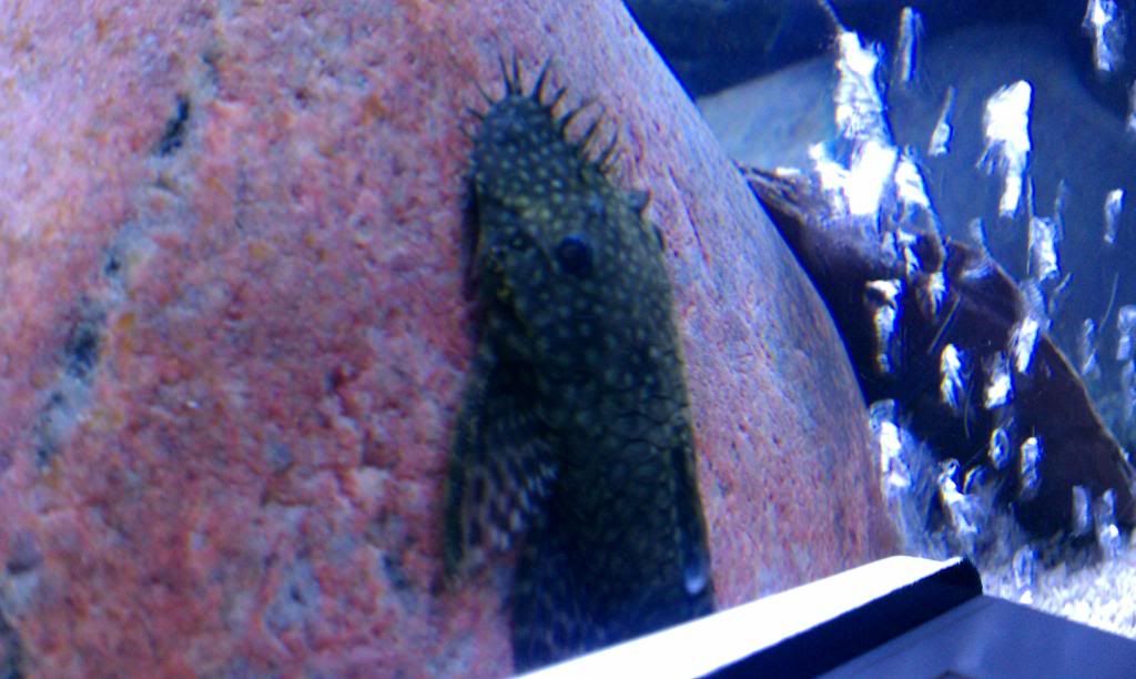 IMAG0004.jpg